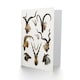 image 2 of Richard Lydekker Art Card Vintage Illustration Bovidae Animals