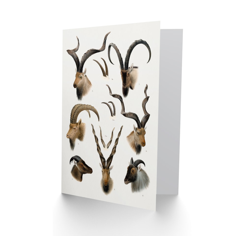 image 1 of Richard Lydekker Art Card Vintage Illustration Bovidae Animals