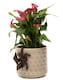 image 5 of Antique Bronze Coloured Dragon Pot Buddy Plant Pot Hanger