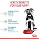 image 7 of Royal Canin Maxi Dry Puppy Food 12kg