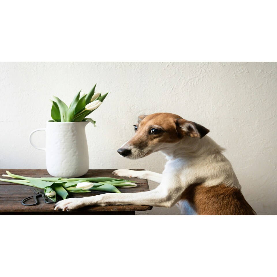 image 1 of Pure Collection Decorative Vase - 23 cm (H) x 18 cm (W) x 18 cm (D)