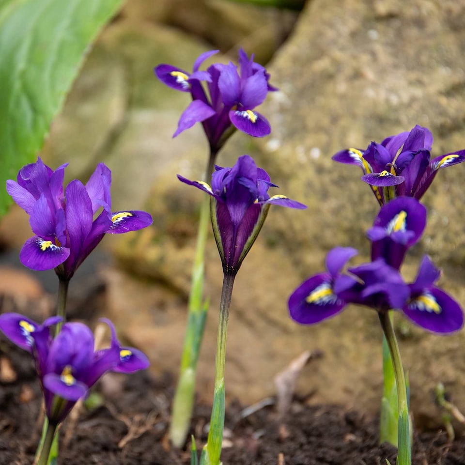 image 1 of Marshalls Garden Iris Bulbs 'Harmony' - 20 Bulbs, Early Spring Blue Flowers