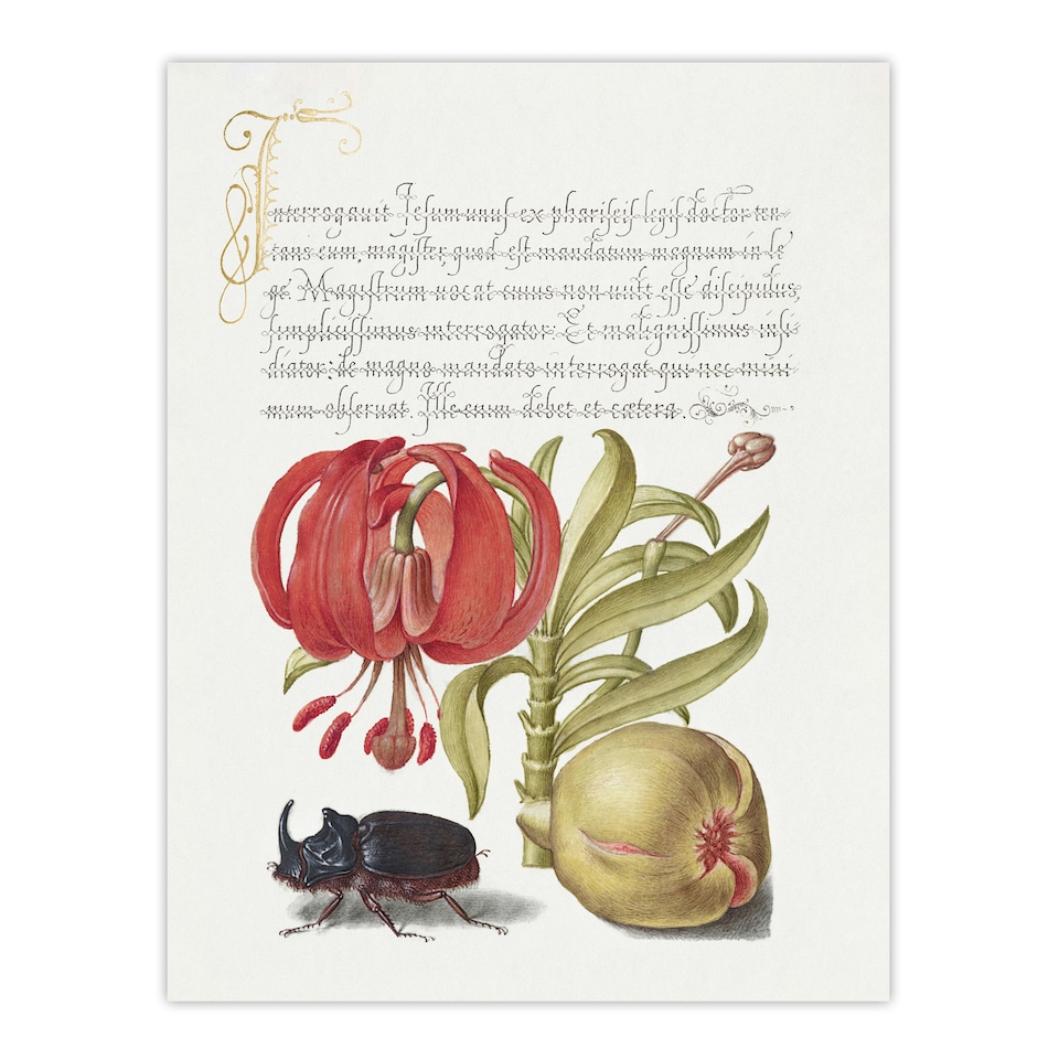 image 1 of Turks Cap Lily Fig and Beetle Calligraphy Huge Wall Art Poster Print 24X32"