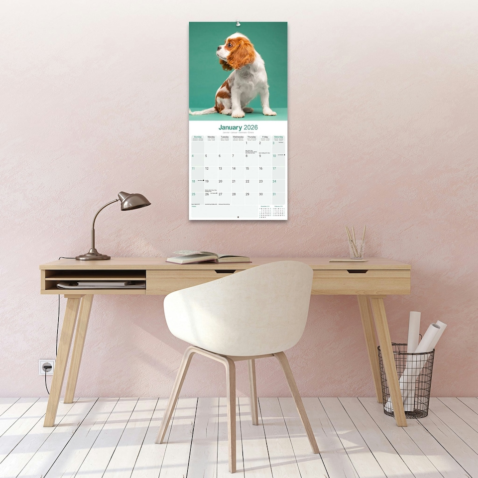 image 1 of Cavalier King Charles Spaniel 2026 Calendar | Square Wall Calendar | Dog Breed Gift | Plastic Free Packaging | by Avonside Publishing