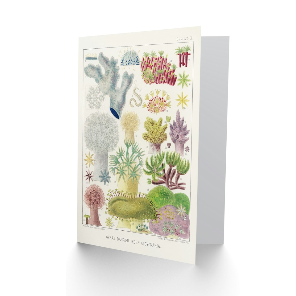 image 1 of William Saville Kent Art Card Great Barrier Reef Alcyonaria