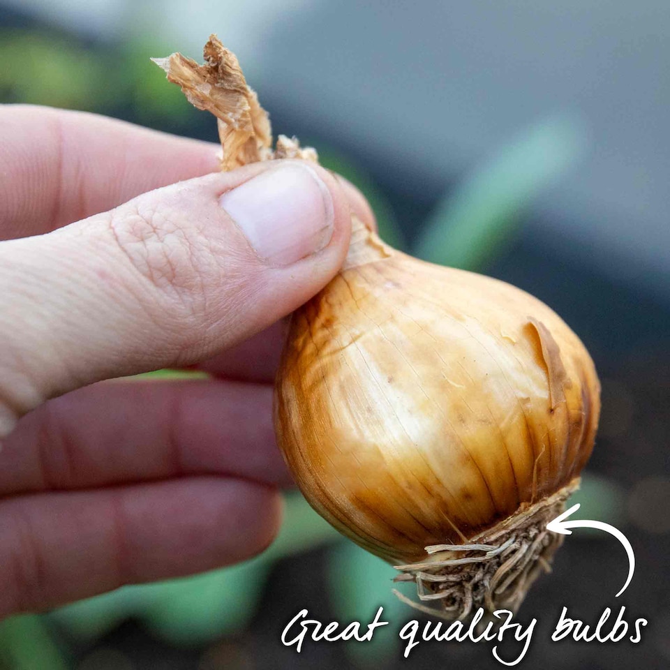 image 1 of Marshalls Garden Daffodil Bulbs Apricot Whirl - 10 Bulbs