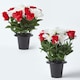image 1 of Homescapes Set of 2 Red & White Roses & Lilies Artificial Flowers in Grave Vases