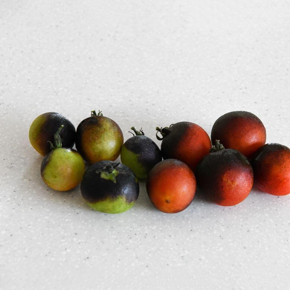 image 1 of Akoya F1 Tomato: Glossy Black Cocktail, Blight Resistant, Bush Variety, Flavoursome - 1 Packet