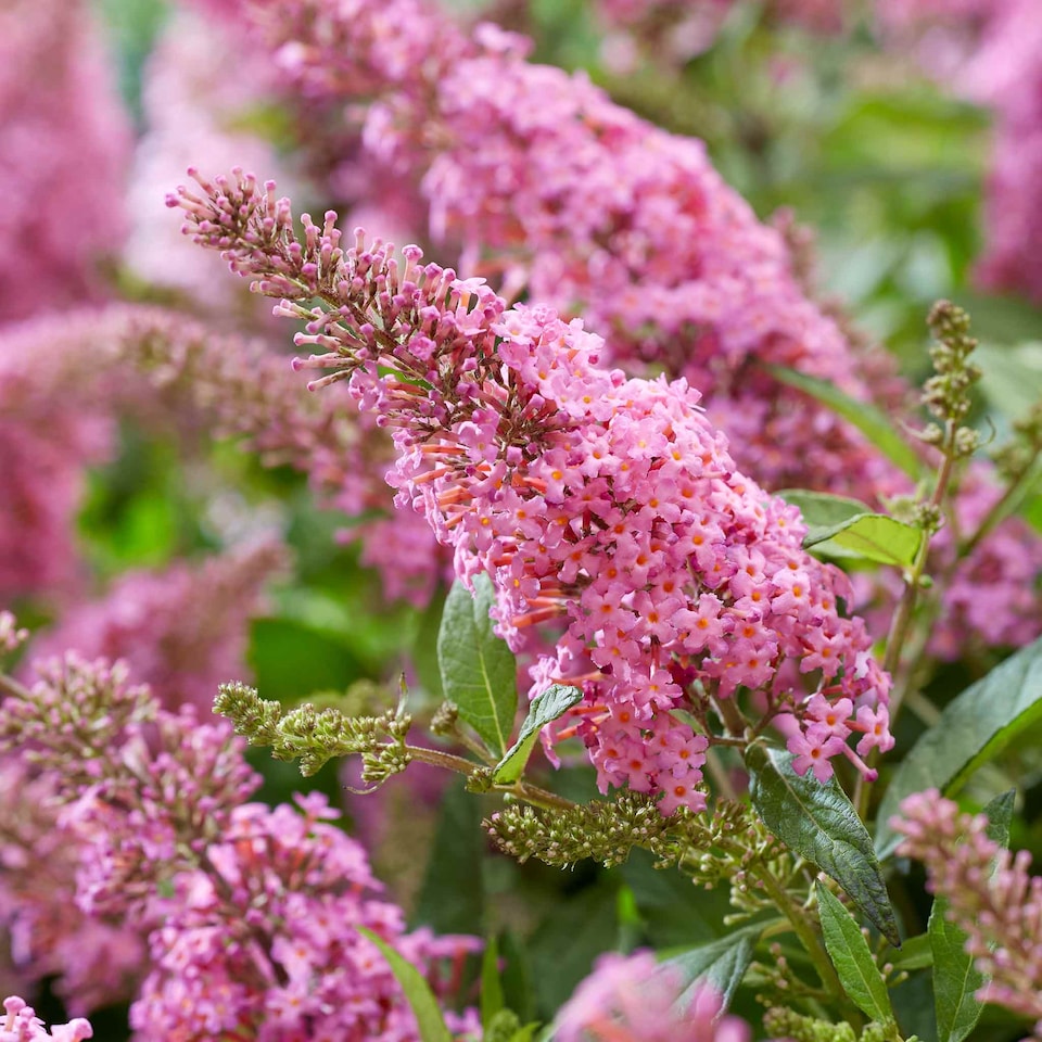 image 1 of Marshalls Garden Buddleja 'Butterfly Candy Little Pink' 3 x 9cm