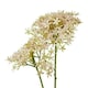 image 2 of Crown Hydrangea (Single Stem Flower) - Plastic - L16 x W18 x H71 cm - Pink