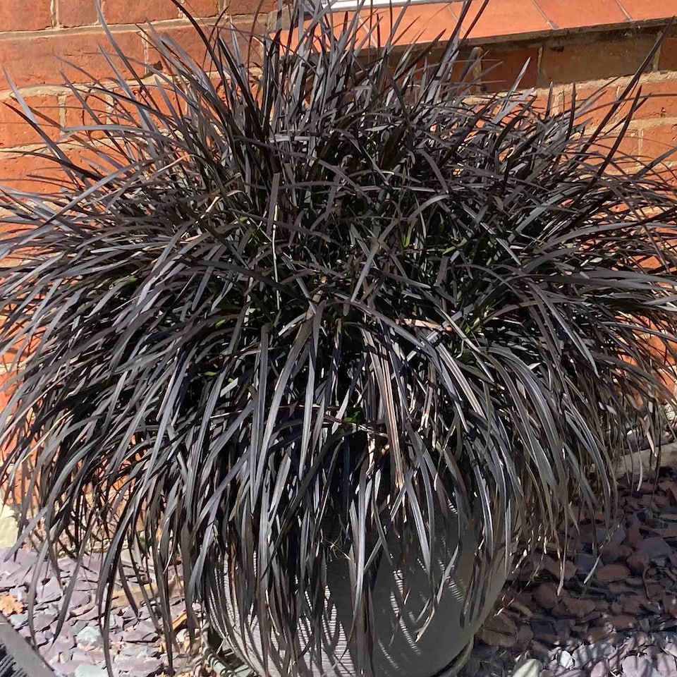 image 1 of Marshalls Garden Ophiopogon planiscapus 'Nigrescens' - Hardy Evergreen Perennial | Purple | Purple | 9cm Plants