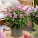 image 2 of Marshalls Garden Buddleja 'Butterfly Candy Little Pink' 3 x 9cm