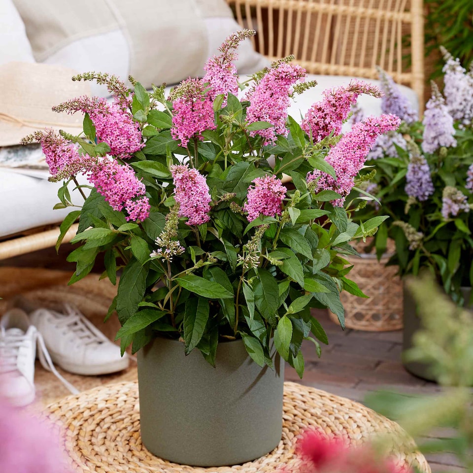 image 1 of Marshalls Garden Buddleja 'Butterfly Candy Little Pink' 3 x 9cm