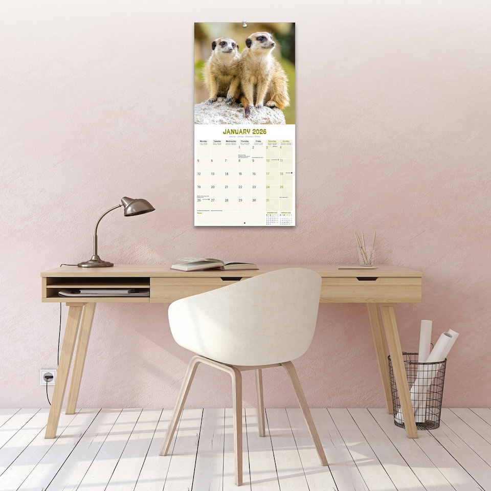 image 1 of Meerkats 2026 Calendar | Square Wall Calendar | Animal Gift | Plastic Free Packaging | by Avonside Publishing