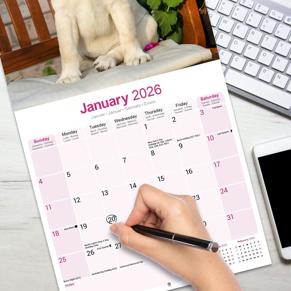 image 1 of Yellow Labrador Retriever 2026 Calendar | Square Wall Calendar | Dog Breed Gift | Plastic Free Packaging | by Avonside Publishing