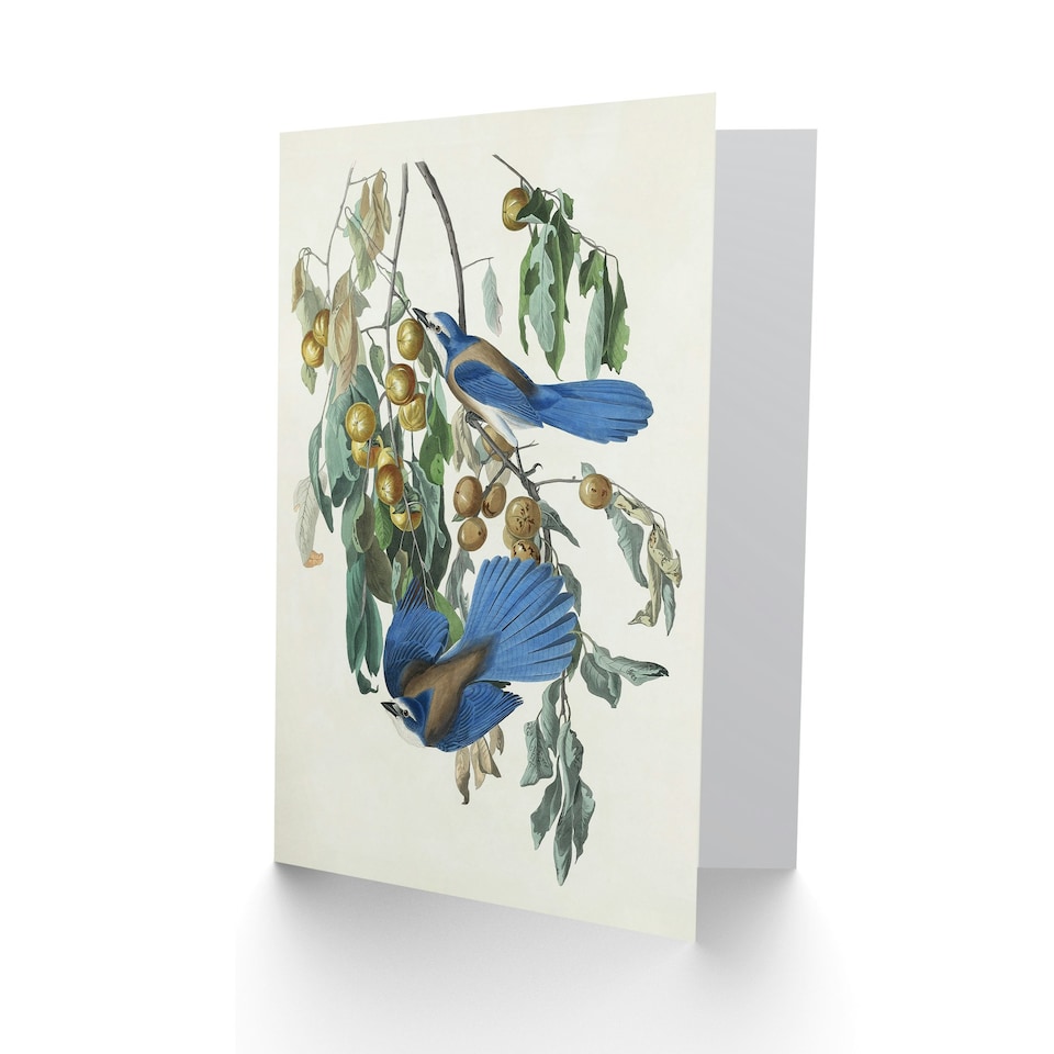 image 1 of John James Audubon Art Card Florida Jay and Persimmon Tree