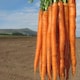 image 1 of Carrot Excalibur F1 - Long Slender Orange Imperator - Hardy Annual Vegetable Garden Seeds