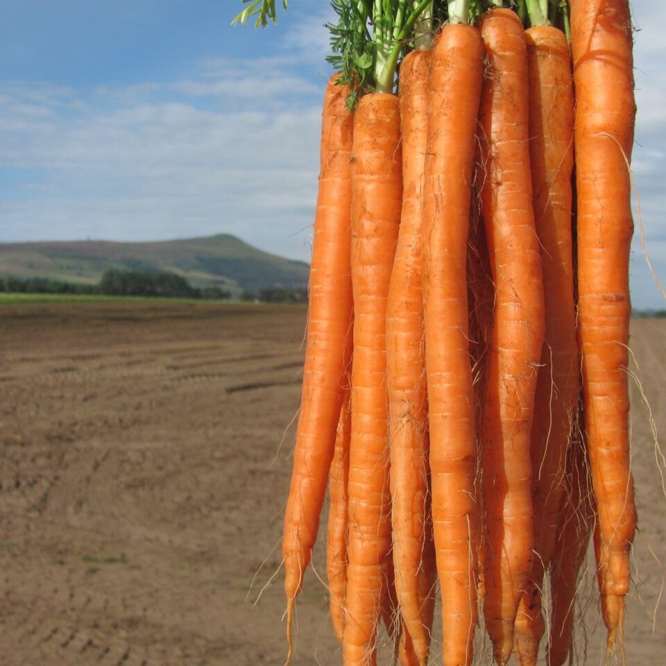 image 1 of Carrot Excalibur F1 - Long Slender Orange Imperator - Hardy Annual Vegetable Garden Seeds