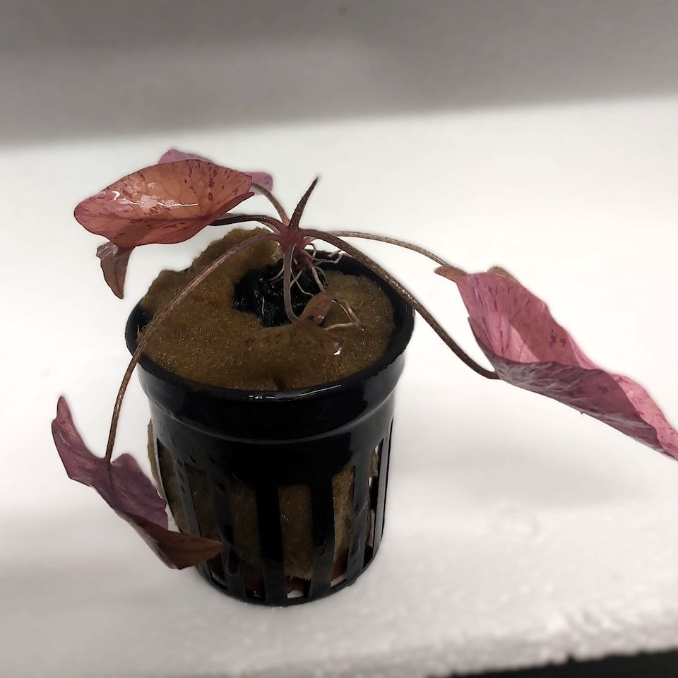 Red Tiger Lotus (Nymphaea 'Tiger lotus red') - Live Aquarium Plant for Background Planting, Red Foliage - Fish Tank Plant