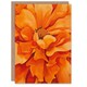 image 1 of Orange Marigold Flower Modernist Floral Him Her Birthday Card