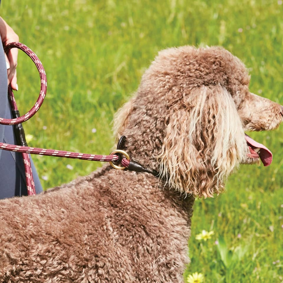 image 1 of Weatherbeeta Rope Leather Slip Dog Lead - Burgundy/Brown - 1.2m