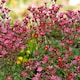 image 3 of Carbeth Plants Perennial Favourites Mixed - 1 x Jumbo 6 Pack Bedding Plants - Garden Ready