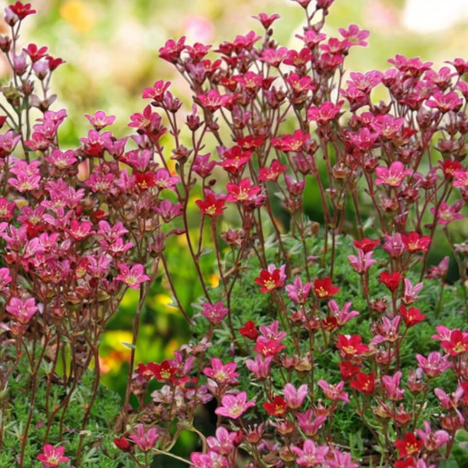 image 1 of Carbeth Plants Perennial Favourites Mixed - 1 x Jumbo 6 Pack Bedding Plants - Garden Ready
