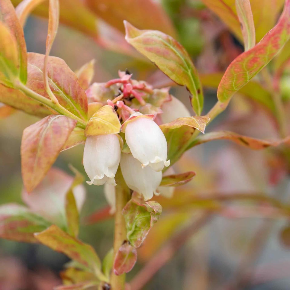 image 1 of Marshalls Garden Blueberry 'Northcountry' Compact, Self-fertile, 2 litre
