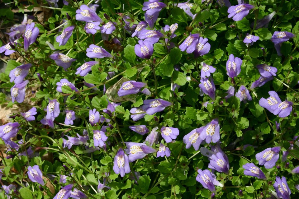 image 1 of Mazus reptans 'Chinese Marshflower' - Marginal Aquatic Pond Plant