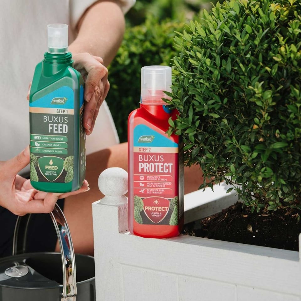 image 1 of Westland Buxus Feed & Protect 2 in 1 - 2 x 500ml | Clear | 1 x Duo Pack | 2