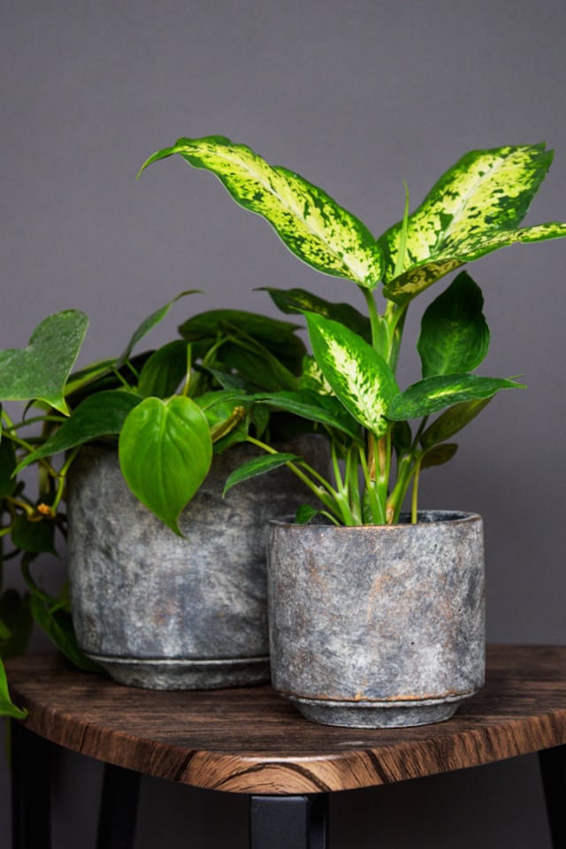 image 1 of Tivoli Planter - Cement - L26 x W26 x H25 cm - Earth | Multi