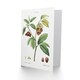 image 2 of Pierre-Joseph Redouté Art Card Papaw Tree Vintage Botanical