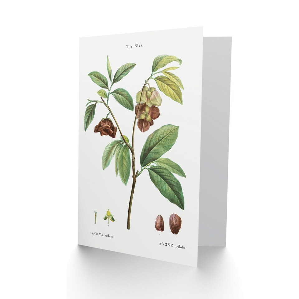 image 1 of Pierre-Joseph Redouté Art Card Papaw Tree Vintage Botanical