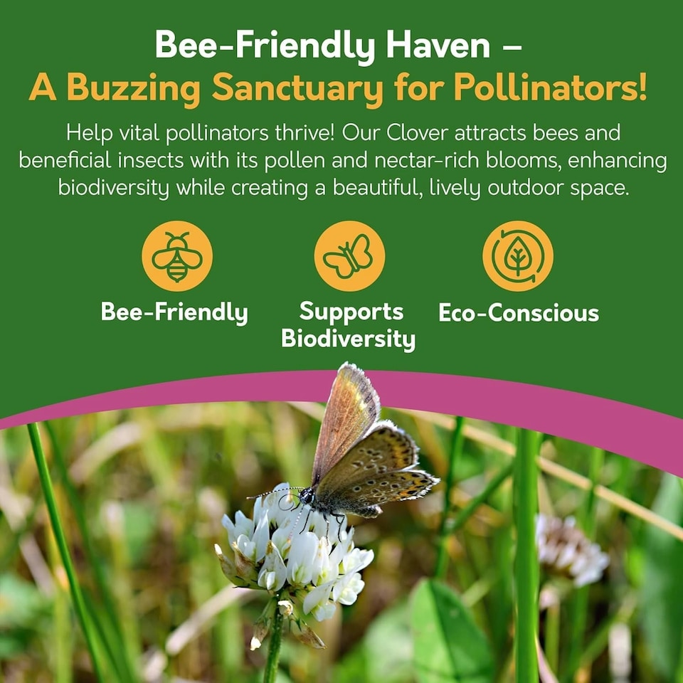 image 1 of Pronto Seed Clover Seed for Lawn UK - White Clover 500g - 50m2 Coverage