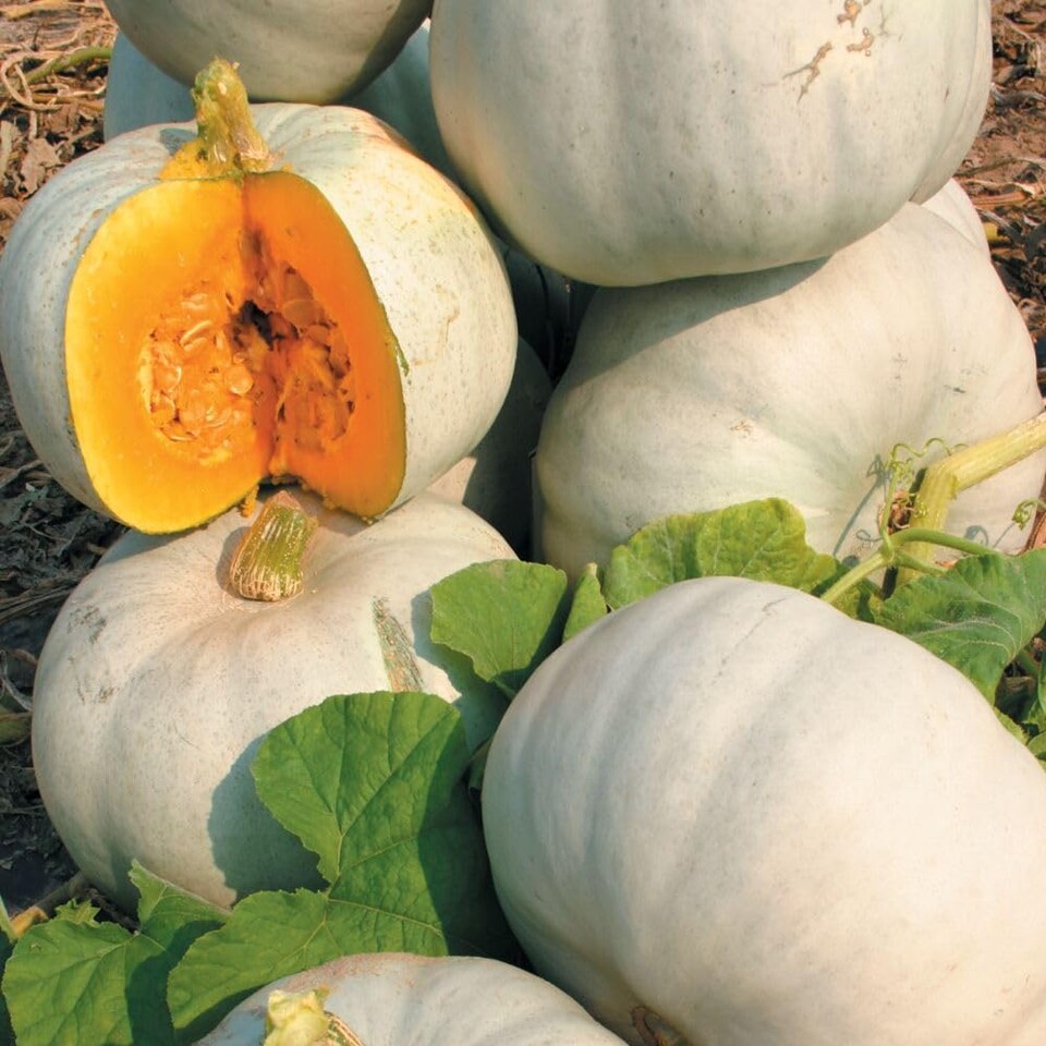 image 1 of Grey Ghost F1 Pumpkin Seeds - Sweet Smooth Prolific Vining Plant for Roasting Soups Carving - 1 Packet (4 Seeds)