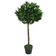 image 5 of Pair of 90cm (3ft) Plain Stem Artificial Topiary Bay Laurel Ball Trees | Green | 3ft