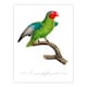 image 3 of Francois Levaillant Framed Wall Art Print The Red Cheeked Parrot Home Décor