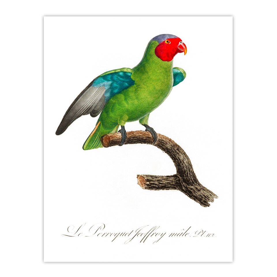 image 1 of Francois Levaillant Framed Wall Art Print The Red Cheeked Parrot Home Décor