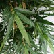 image 4 of 180cm UV Resistant Bamboo Premium  Realistic Green | One Size