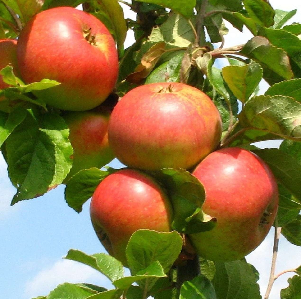 Direct Plants James Grieve Apple Dwarf Patio Fruit Tree 3-4ft Supplied in a 5 Litre Pot in Green