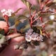 image 3 of Marshalls Garden Physocarpus 'Little Joker' - 3 x 9cm Plants