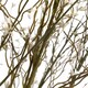 image 2 of Willow Spray Artificial Plant - Plastic - L15 x W15 x H112 cm - White