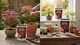 image 3 of Acer Controlled-Release Fertiliser Plant Food for Japanese Maples in Borders Containers Granules for Healthy Growth 120g Pouch