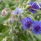 image 4 of Natures Haven Easy Wildflower Seed Mix, Pollinator-Friendly with Added Fertiliser 1.2kg box