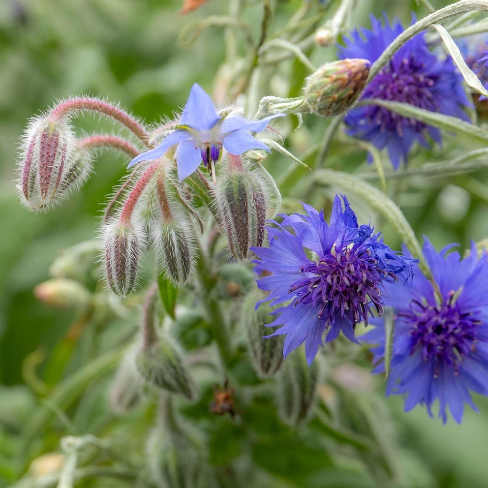 image 1 of Natures Haven Easy Wildflower Seed Mix, Pollinator-Friendly with Added Fertiliser 1.2kg box