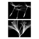 image 1 of Set of 2 Dandelion Lily X-Ray Bedroom Bathroom Black White Photo Wall Art Print A4