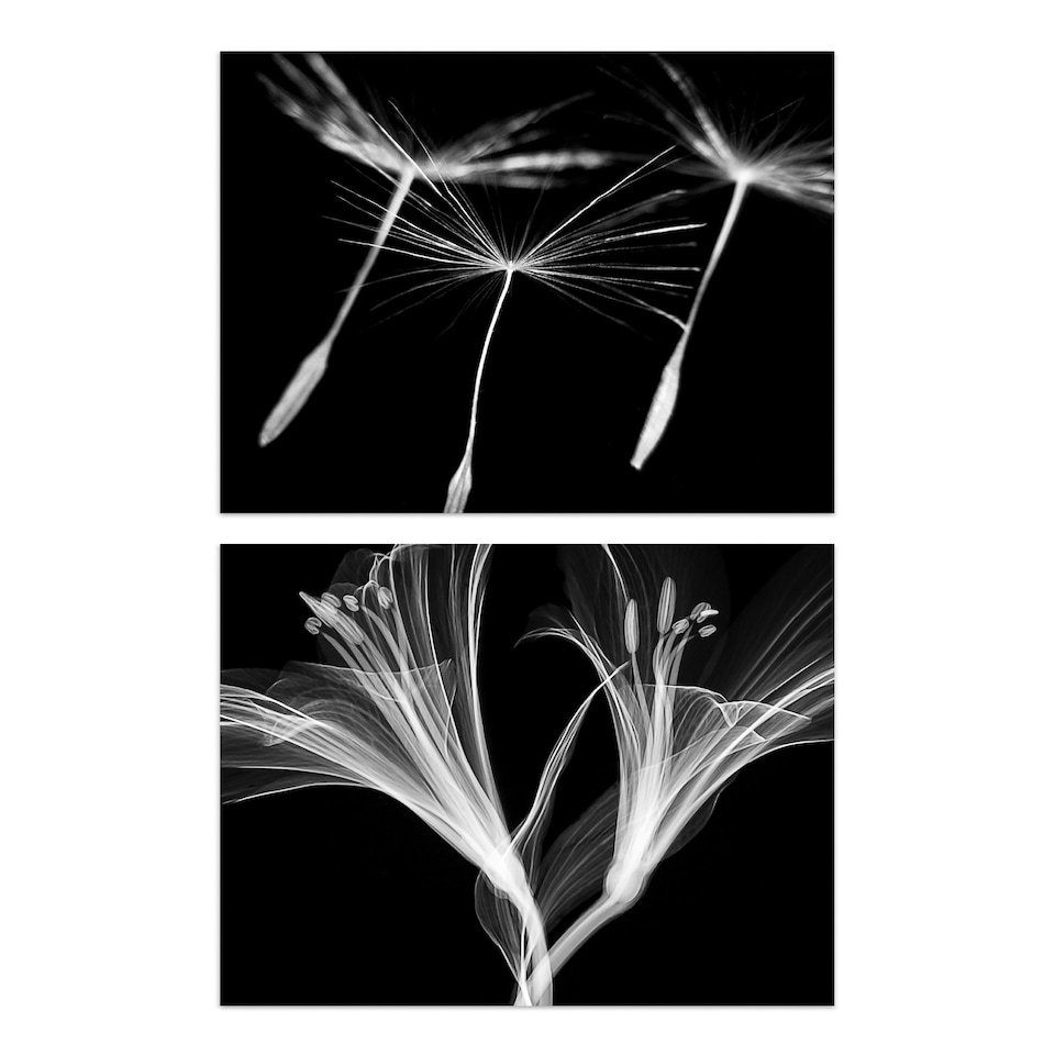 image 1 of Set of 2 Dandelion Lily X-Ray Bedroom Bathroom Black White Photo Wall Art Print A4