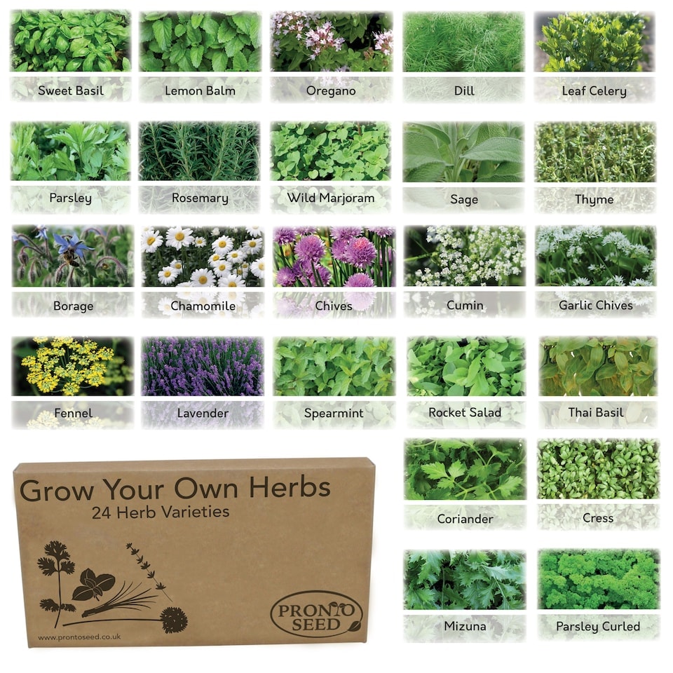 image 1 of Pronto Seed Herb Seeds Bumper Pack – 24 Culinary Herb Varieties, Over 2,600 Seeds for Kitchen & Garden Growing