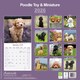 image 2 of Toy & Miniature Poodle  2026 Calendar | Square Wall Calendar | Dog Breed Gift | Plastic Free Packaging | by Avonside Publishing