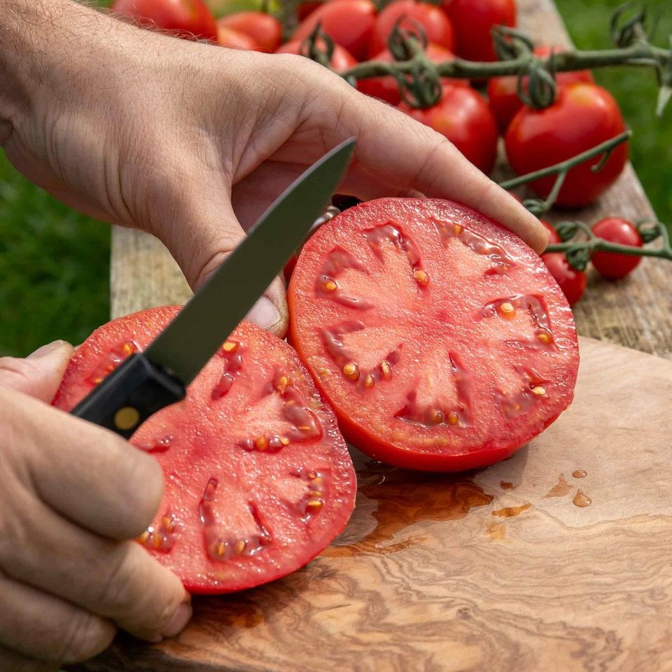 image 1 of Marshalls Garden Super Marmande Tomato Seeds - 55 seeds